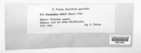 Leptosphaerulina trifolii image